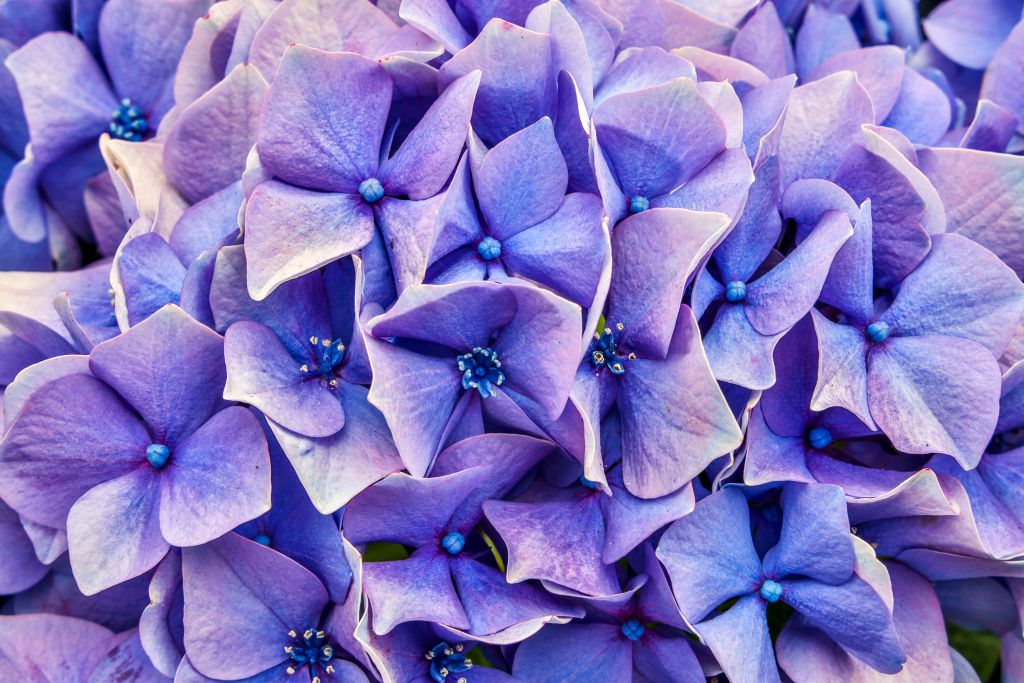 Hortensia's close-up