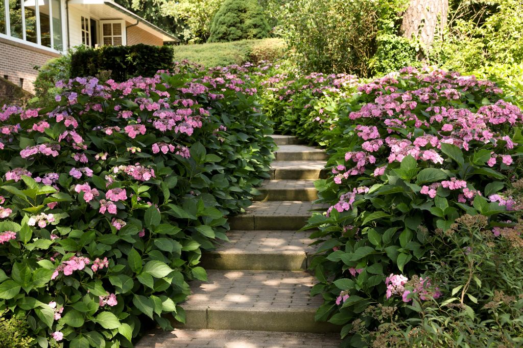 Trap tussen roze hortensia's
