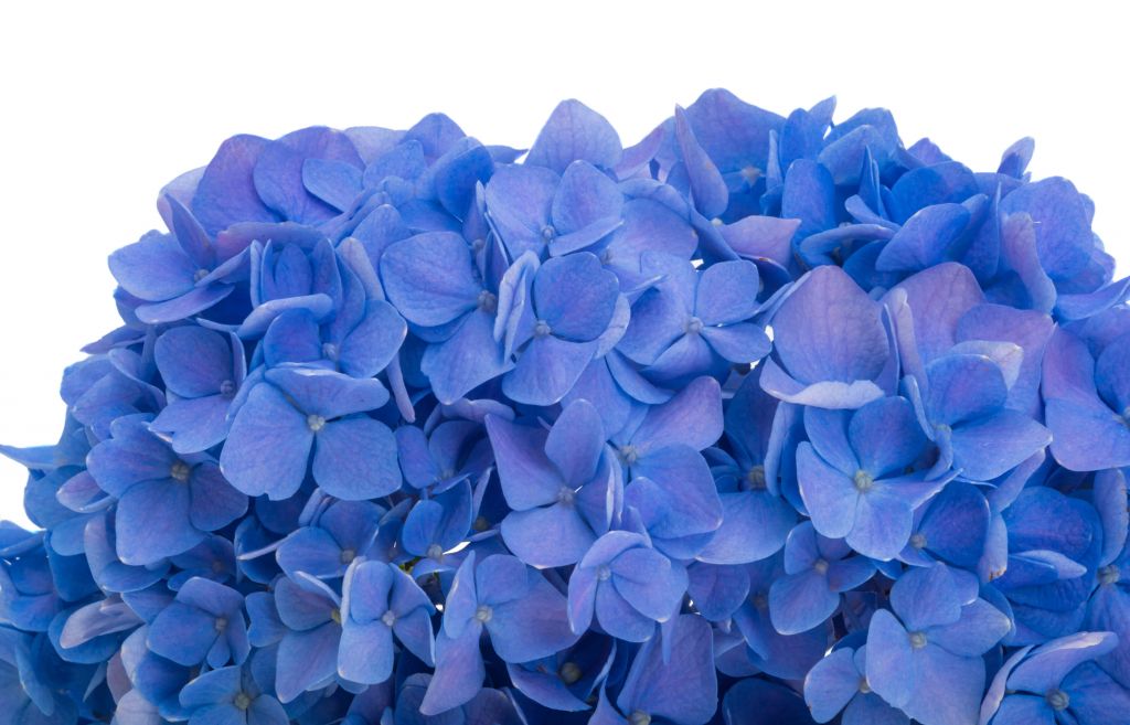 Hortensia's in het blauw