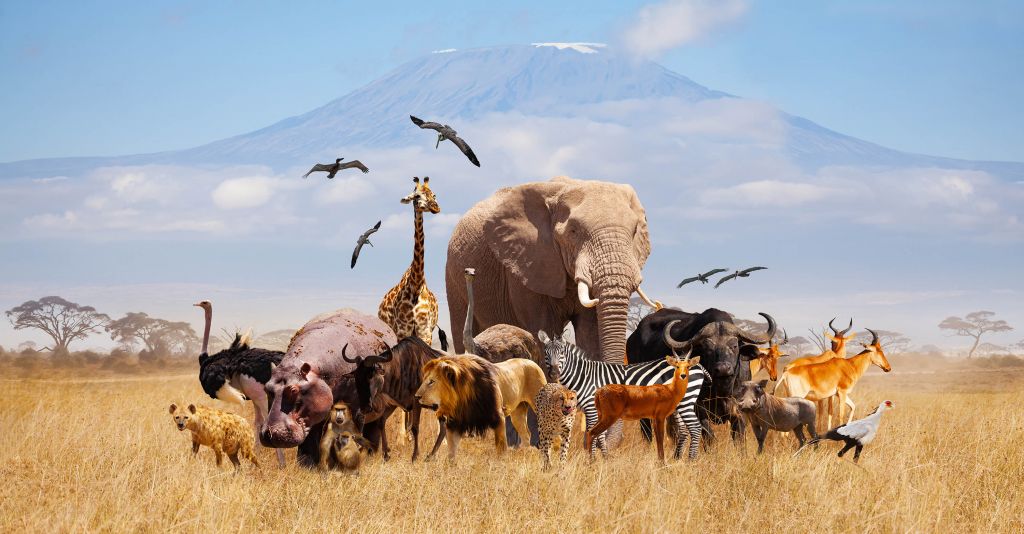 Afrikaanse dieren bij Kilimanjaro