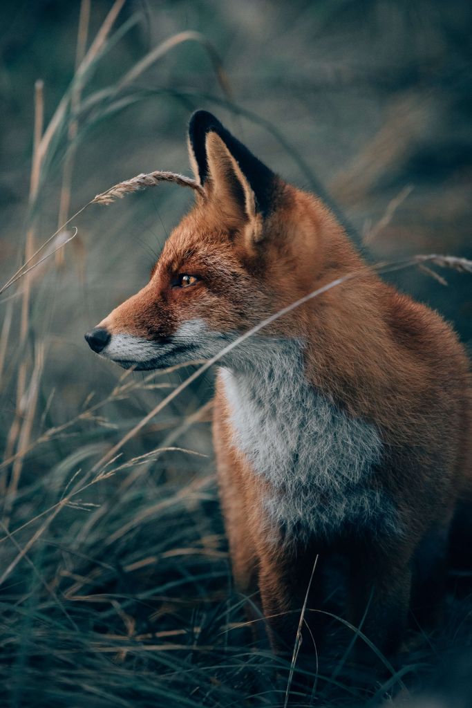 Vos in de duinen