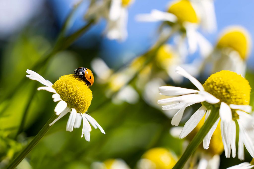 A ladybug on chamomile flowers