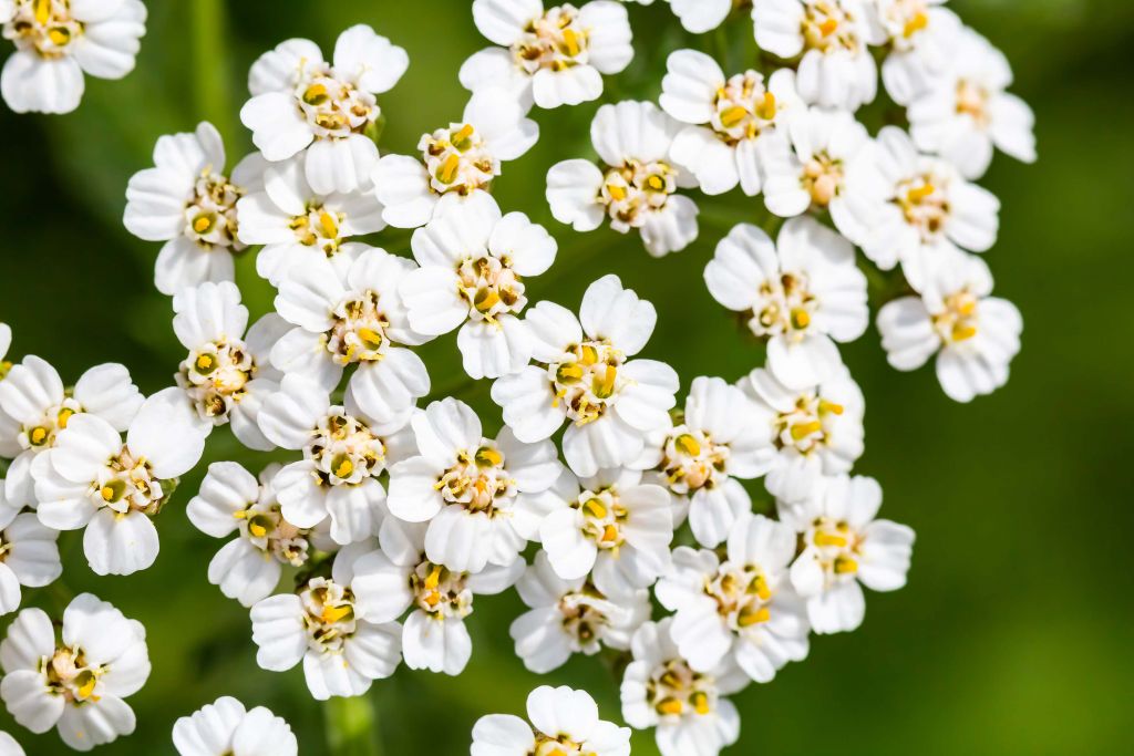 Little white flowers