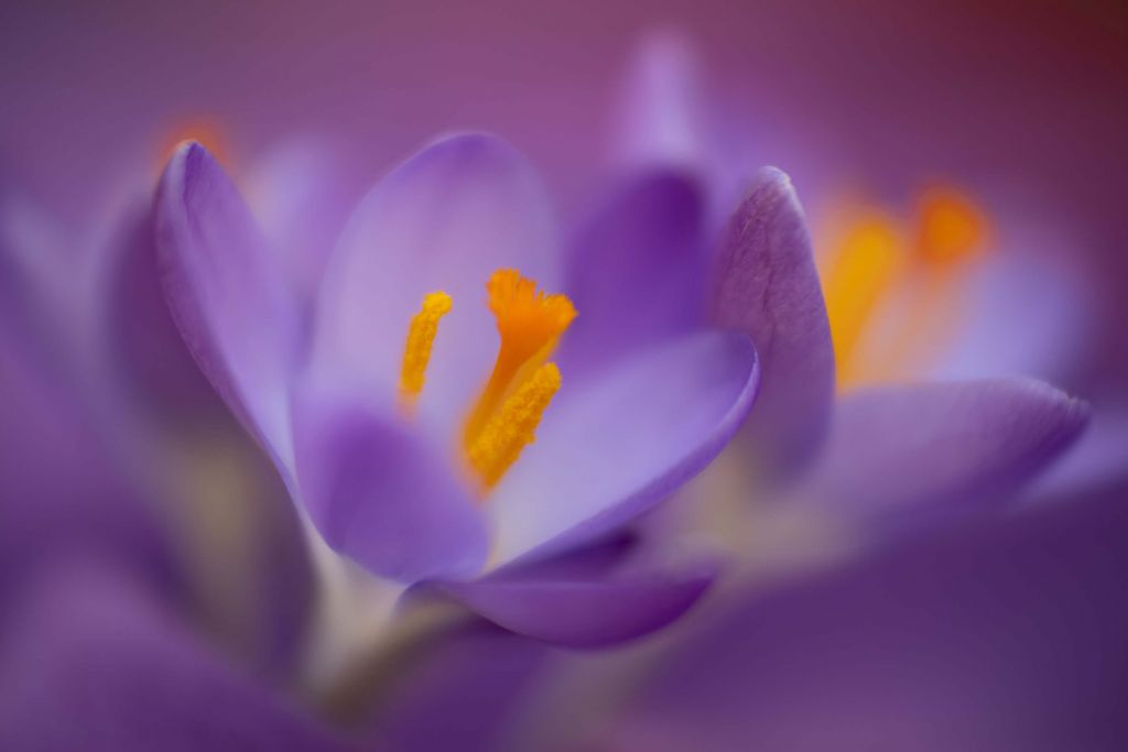 Purple Crocuses