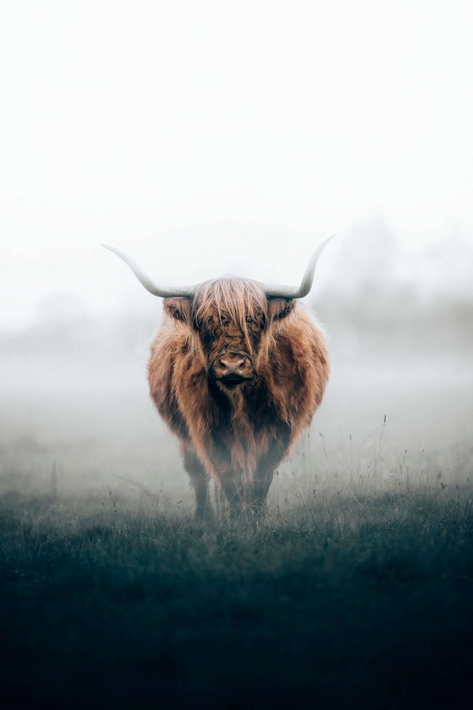 Schotse hooglander in dichte mist