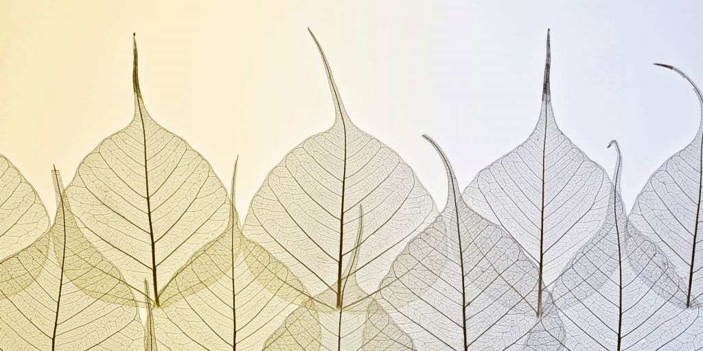 Skeleton leaves on coloured background