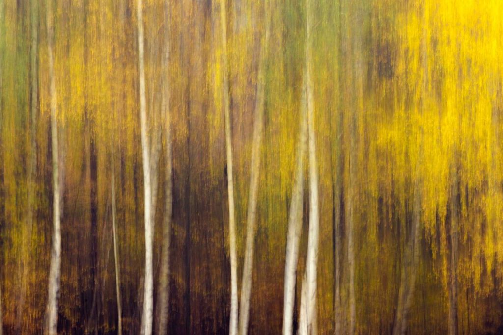Herfstbos in Beweging