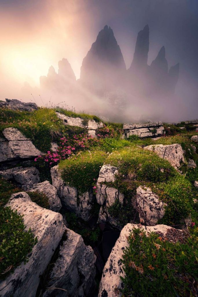 Nevelige Bergtoppen en Alpenbloemen