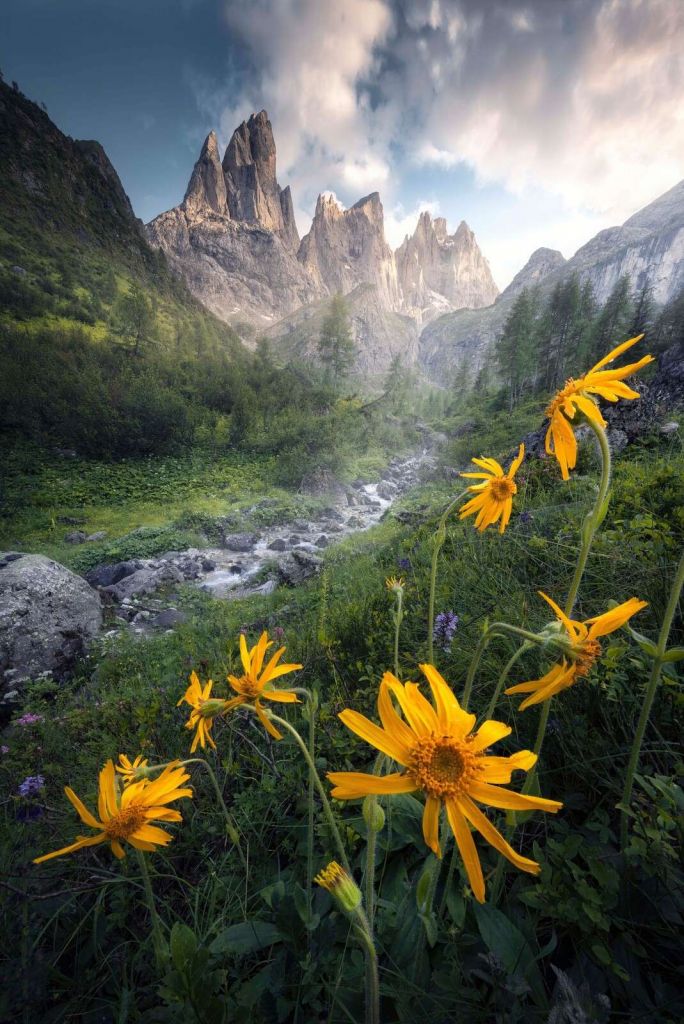 Gele Alpenbloemen in Bergvallei