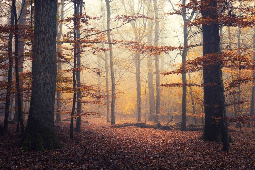 Herfstbos in Gouden Mist