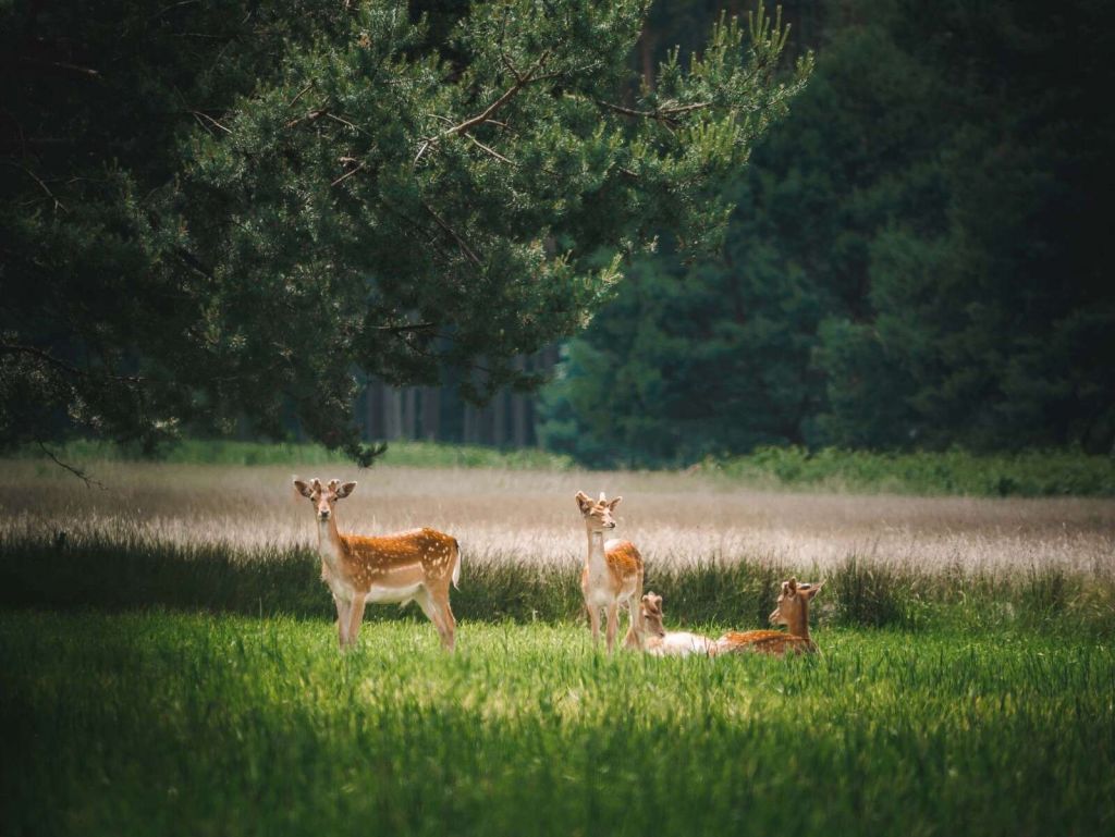 Vredige Weide met Wilde Hertjes