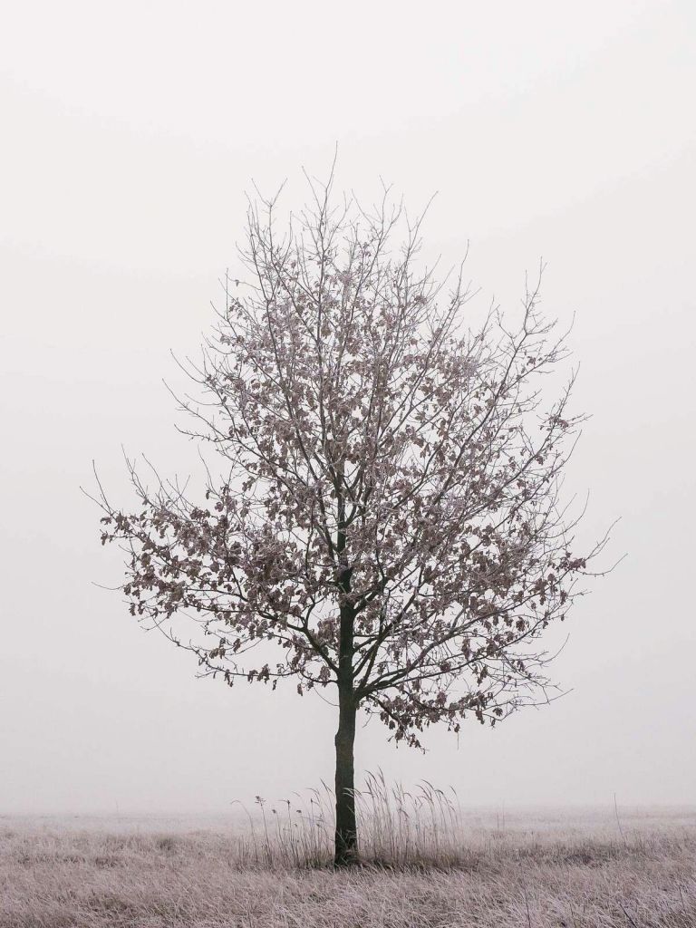 Minimalistisch Winterlandschap