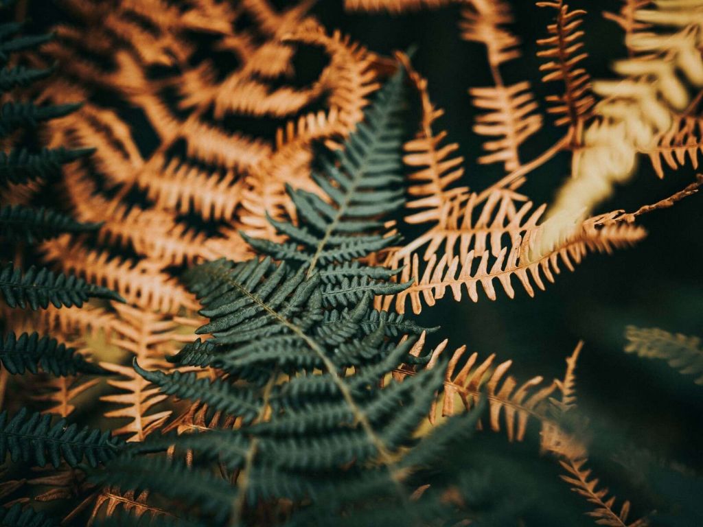 Diepgroene en Gouden Varens