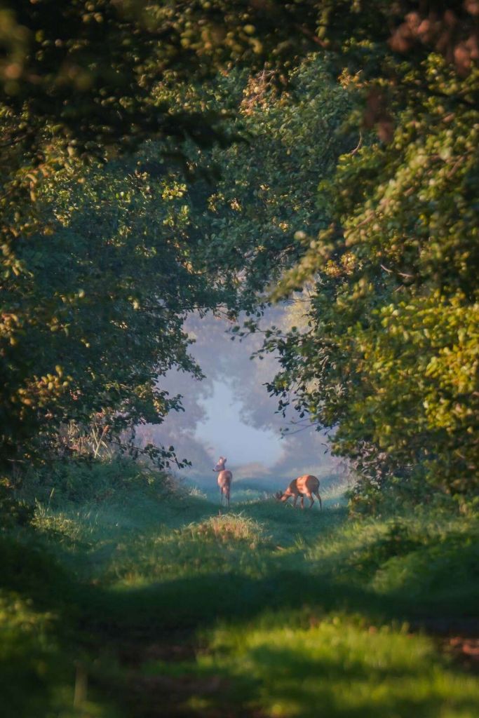 Bosdieren in het Morgenlicht