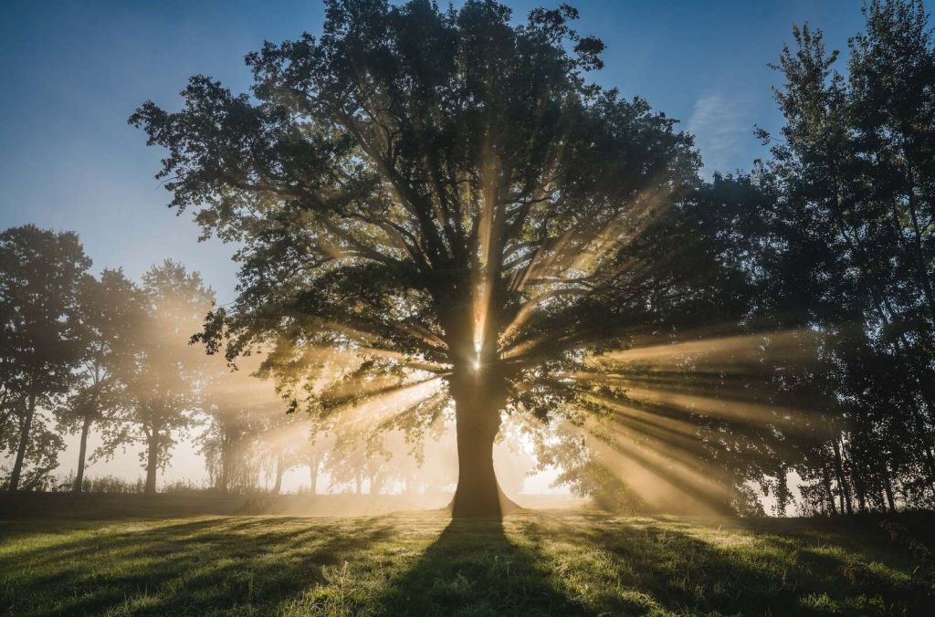 Zonnestralen door de Oude Eik