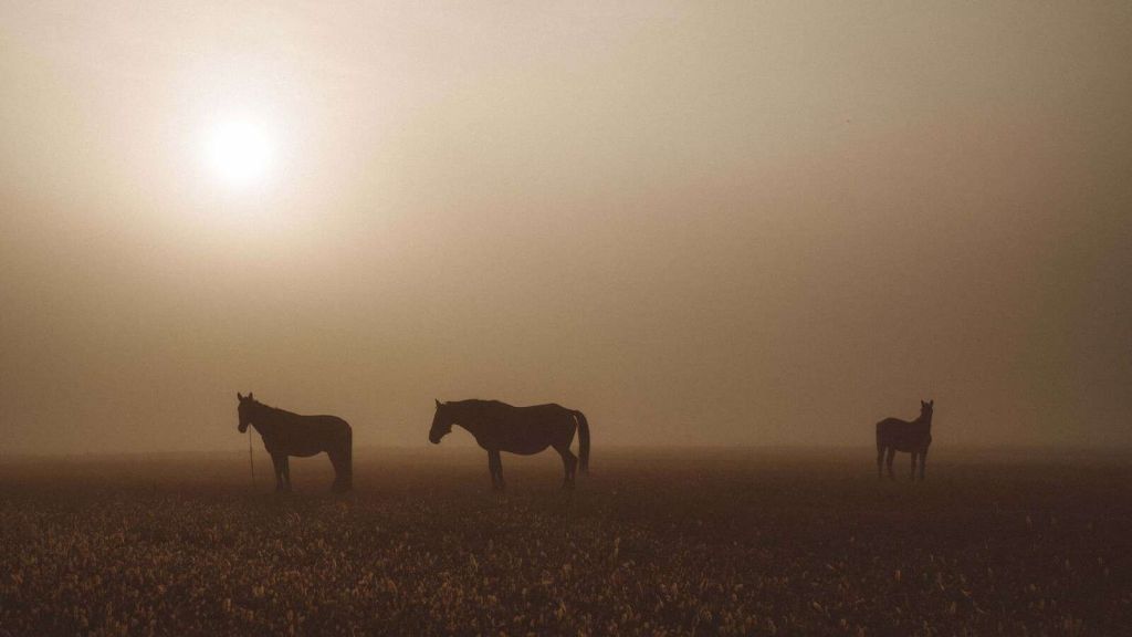 Paarden in de Nevelige Weide