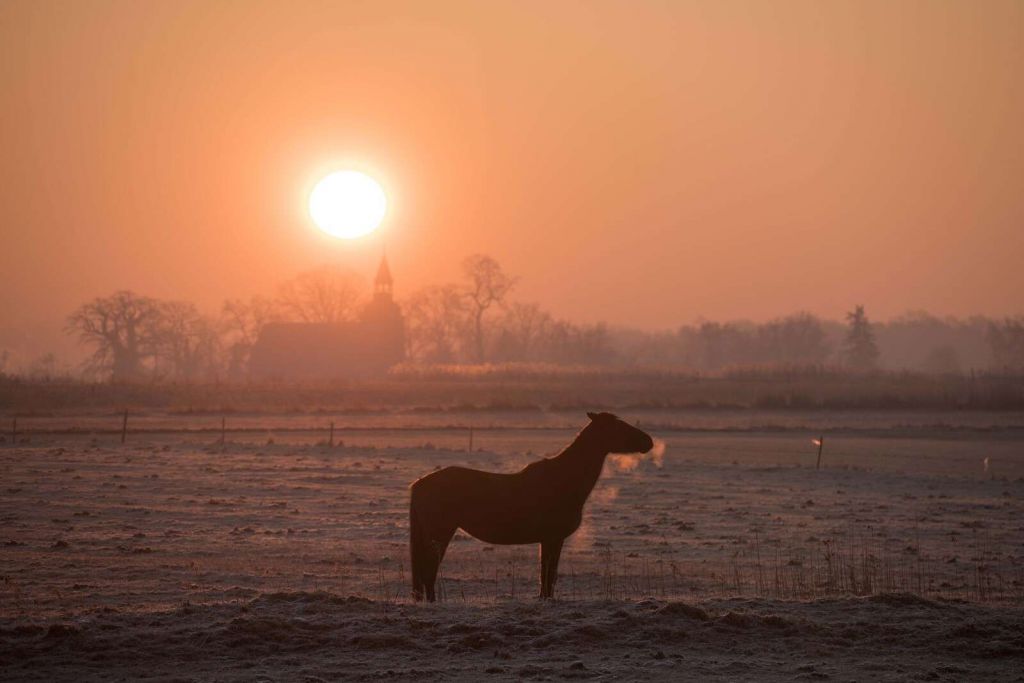 Paard in de Ochtendgloed