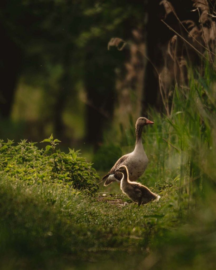 Ganzenfamilie in het Bos