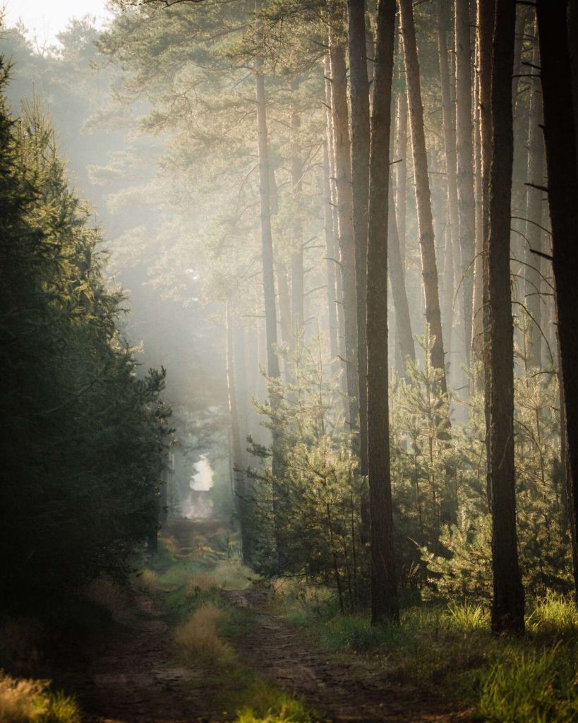 Lichtspel in het Dennenbos