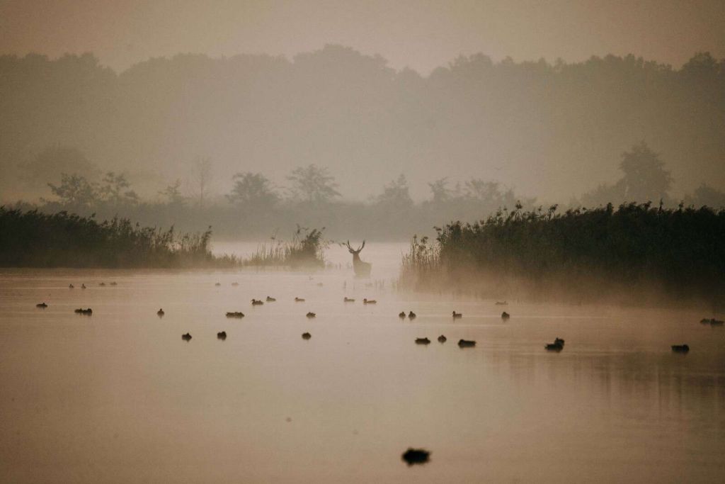 Hert in Mistig Waterlandschap