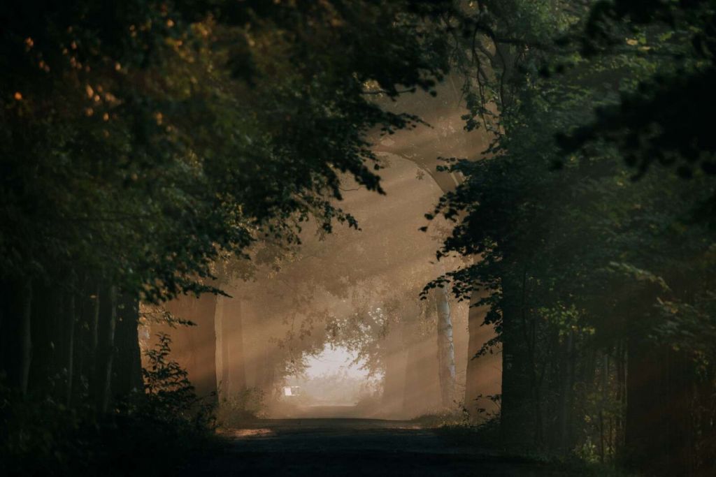 Gouden Lichtval in het Bos