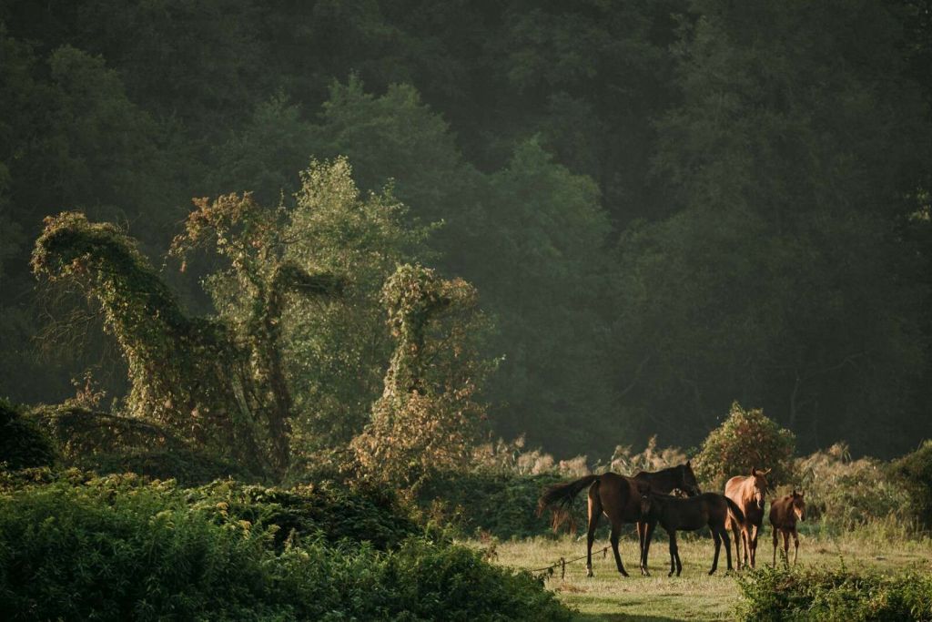 Paarden in het Betoverde Woud