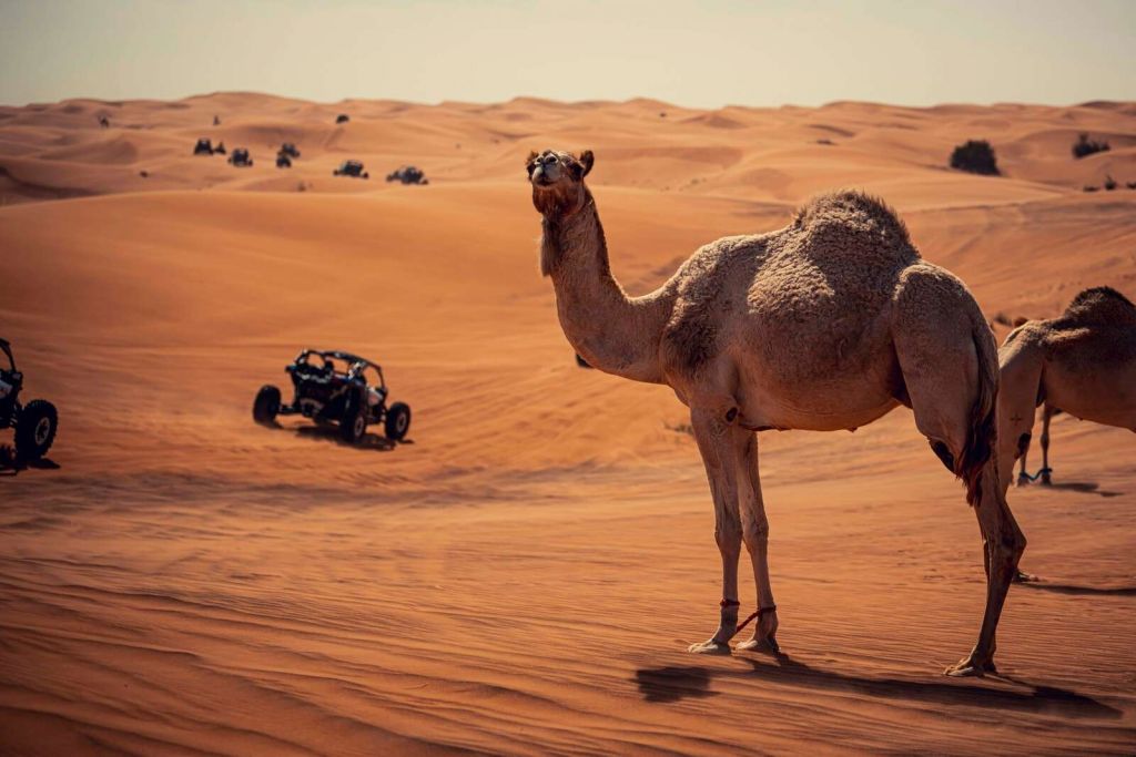 Offroad avontuur in de woestijn