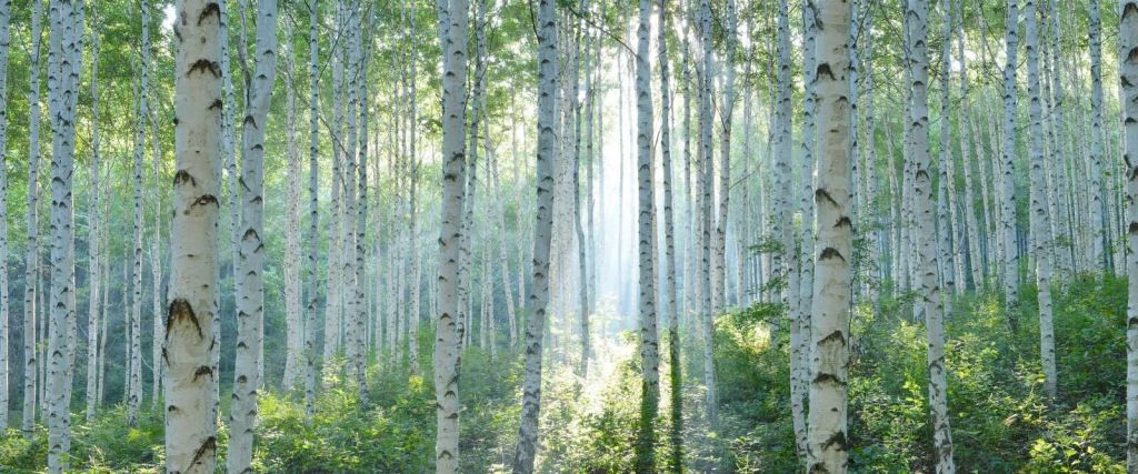 Berkenbos in ochtendlicht