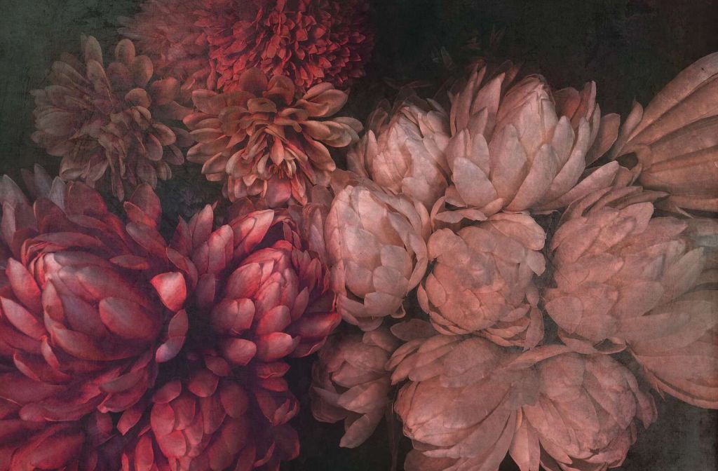 Chrysanten in diepe rozenroodtinten