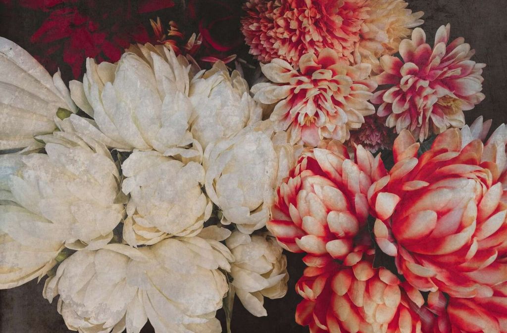 Chrysanten in crème en karmijn
