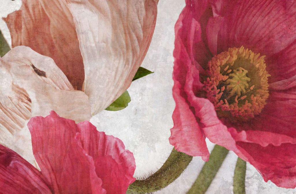 Klaprozen in roze en poederbeige