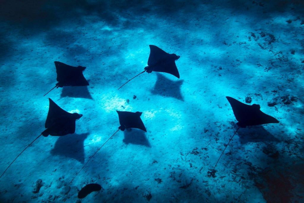 Mantaroggen zwevend door diepblauw rif