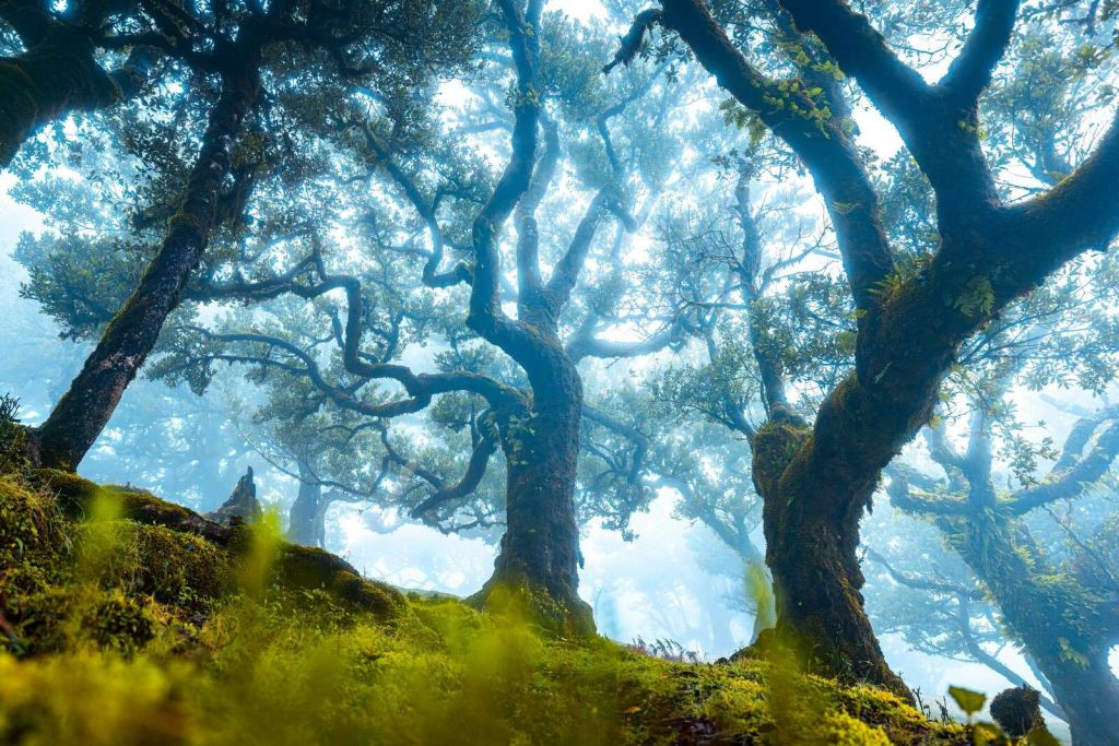 Sprookjesbos in ochtendmist