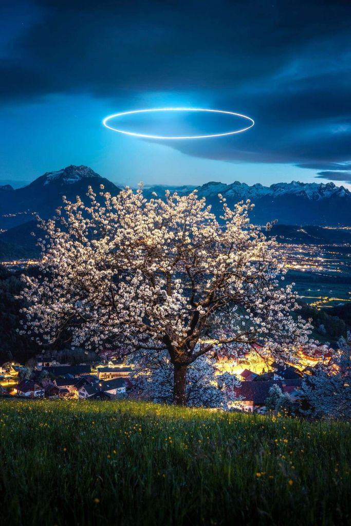 Bloesemboom bij nachtelijk licht
