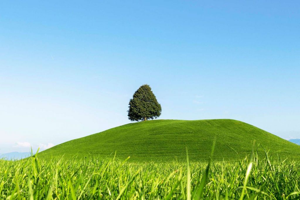 Eenzame boom op groene heuvel