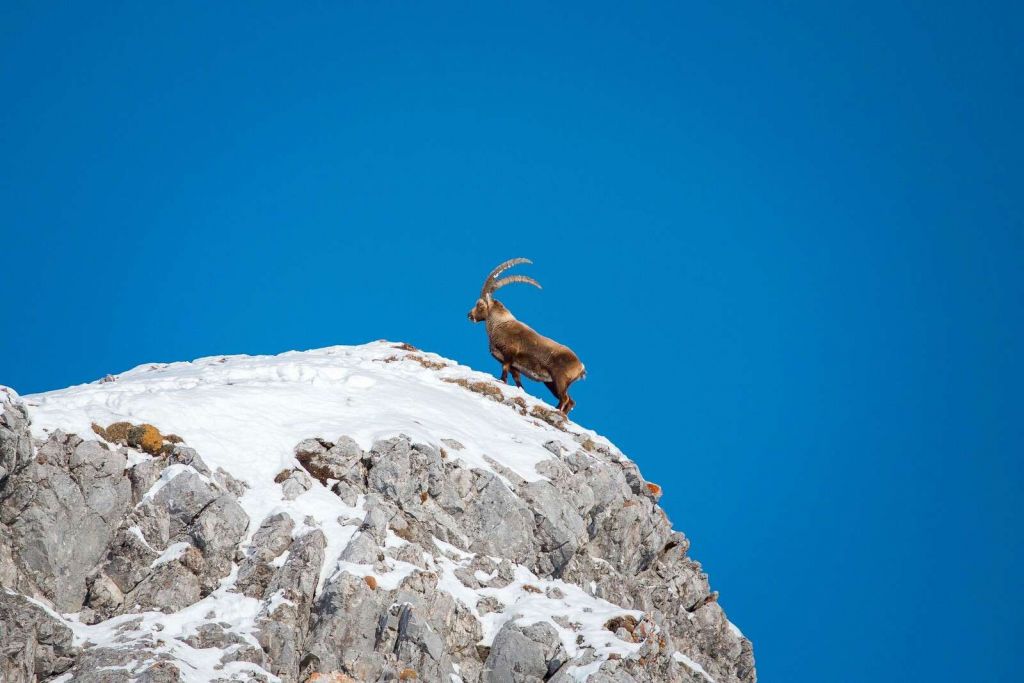 Steenbok op besneeuwde rotspiek