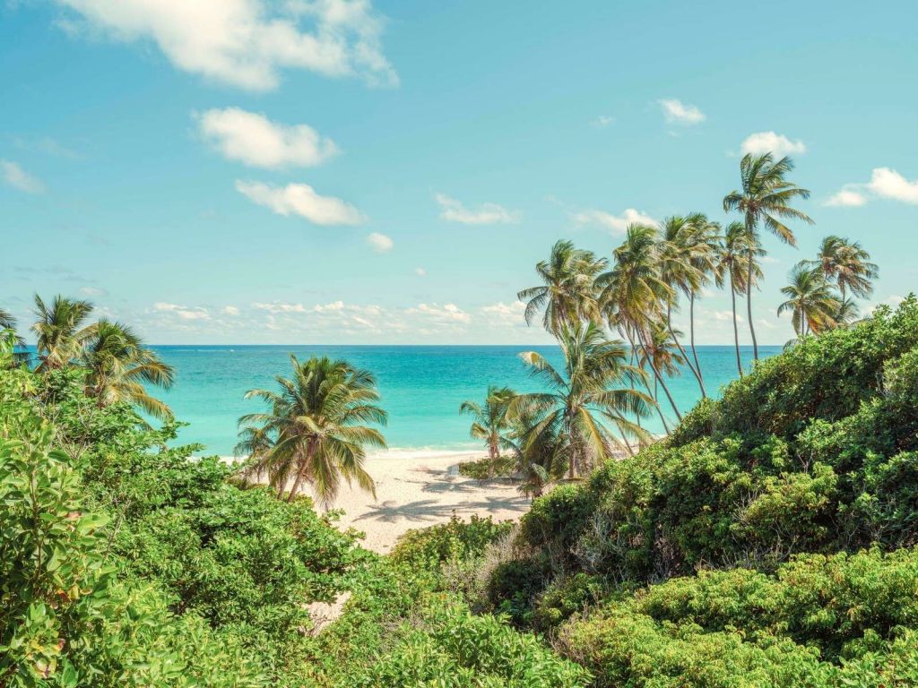 Palm trees on beach in Barbados