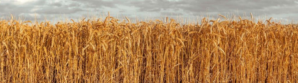 Golden wheat under brooding skies