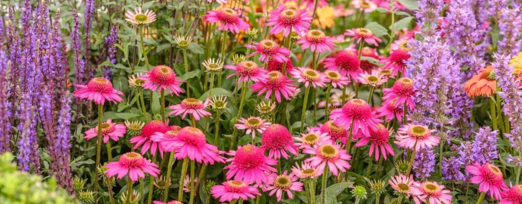 Coneflowers in garden