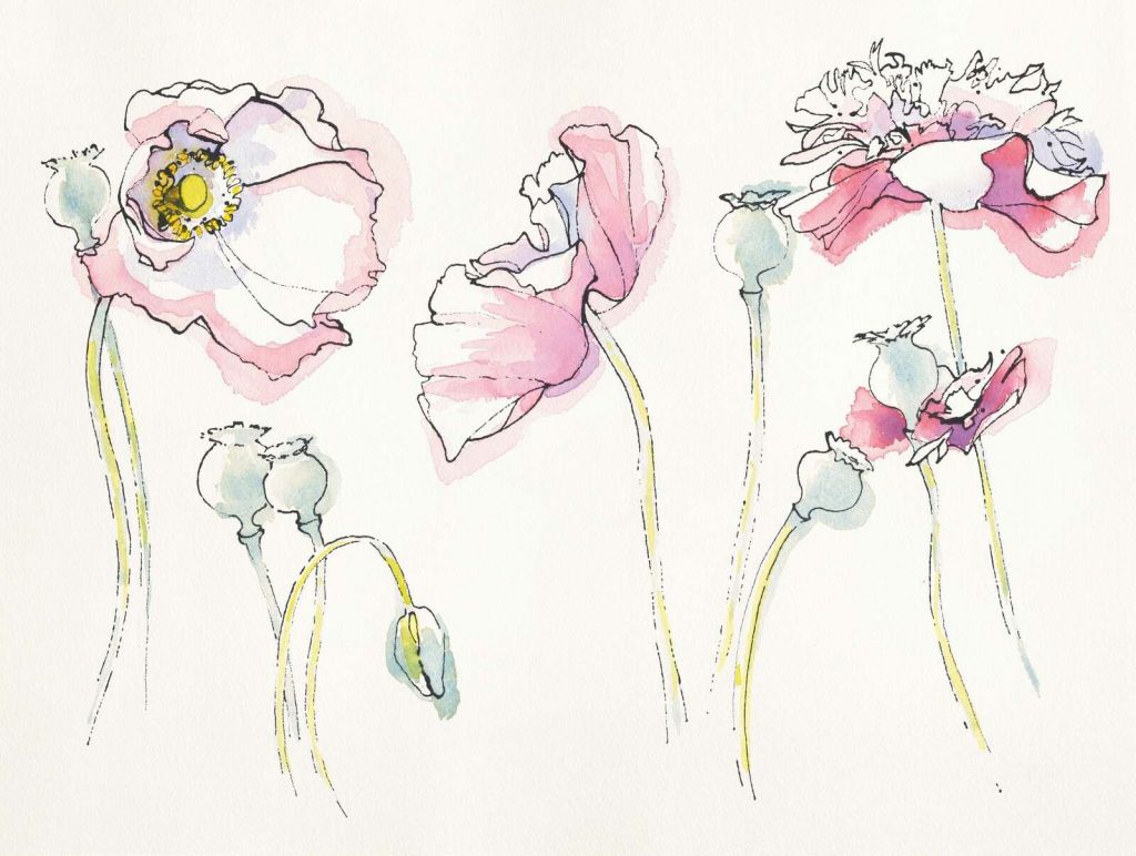 Zomerse Papavers In Roze Lijnenspel