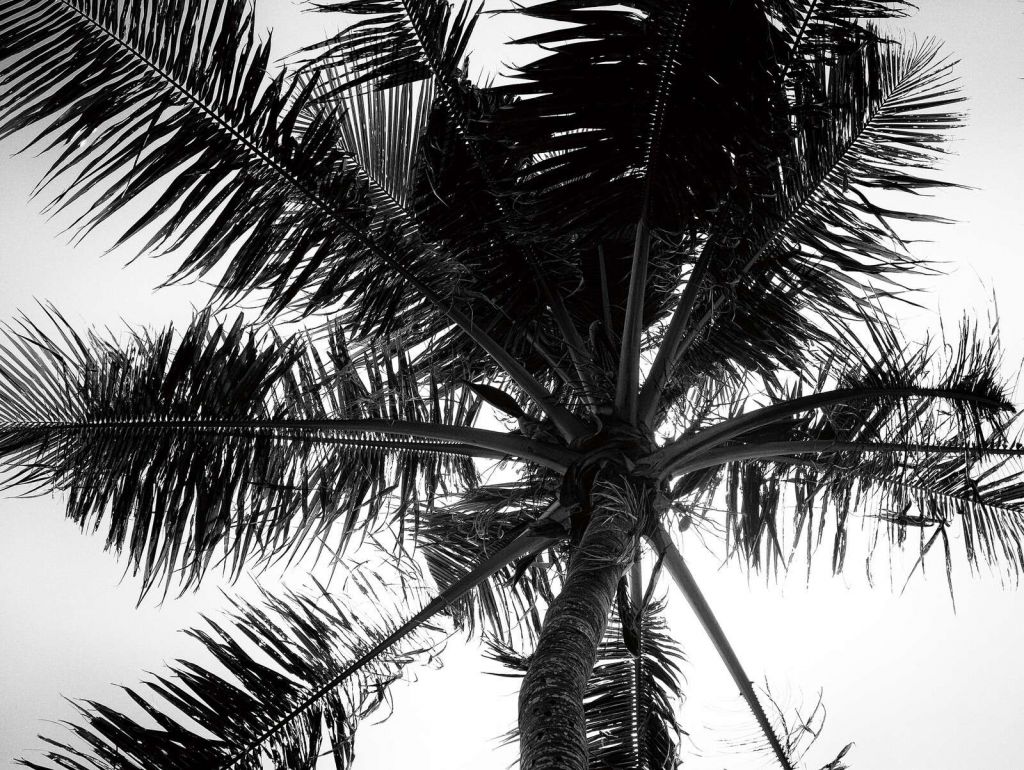 Tropische Palm In Zwart Wit