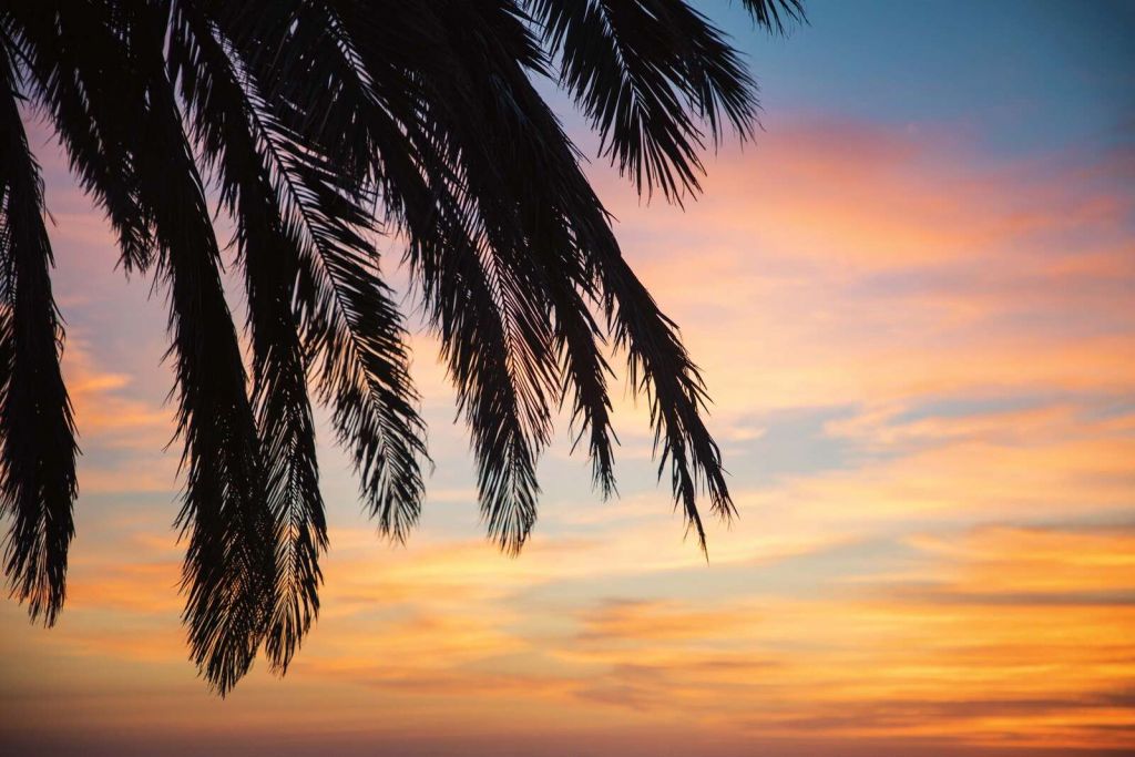 Palmtakken Bij Zonsondergang Lucht