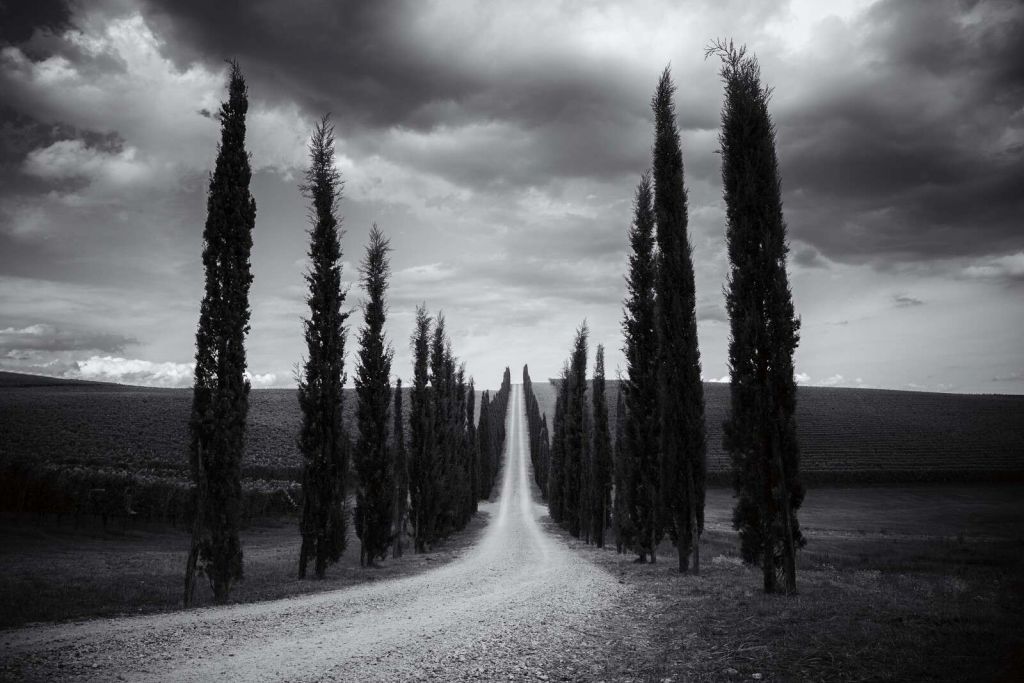 Cypressenlaan In Toscaanse Stilte