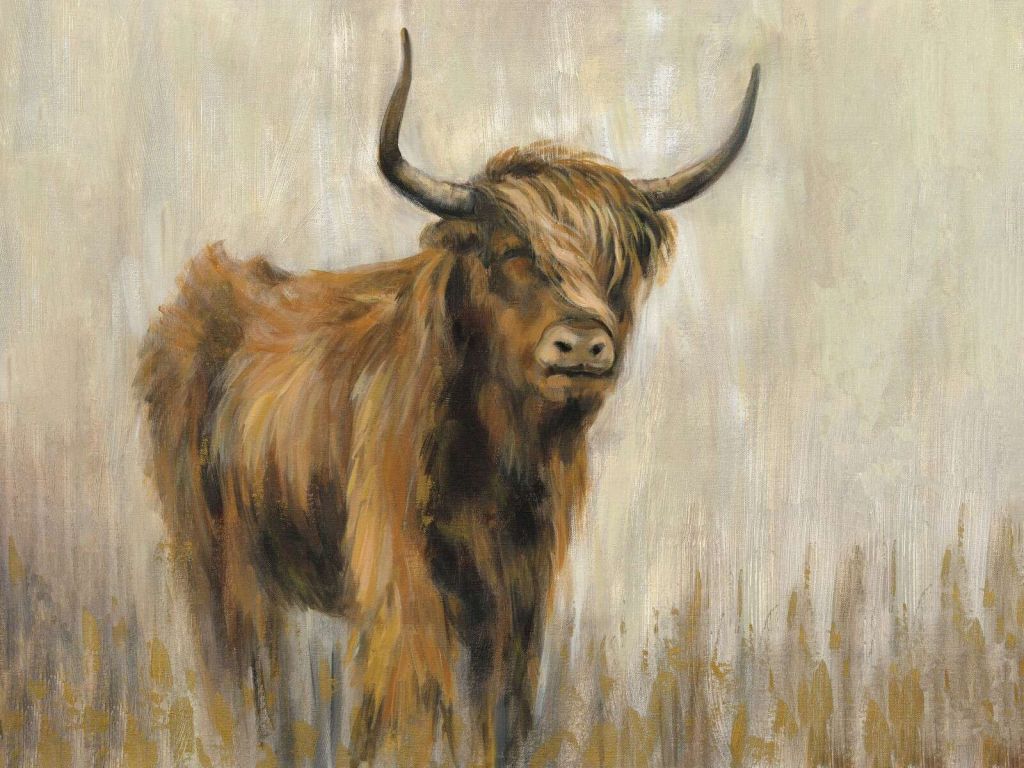 Hooglander In Nevelige Weide