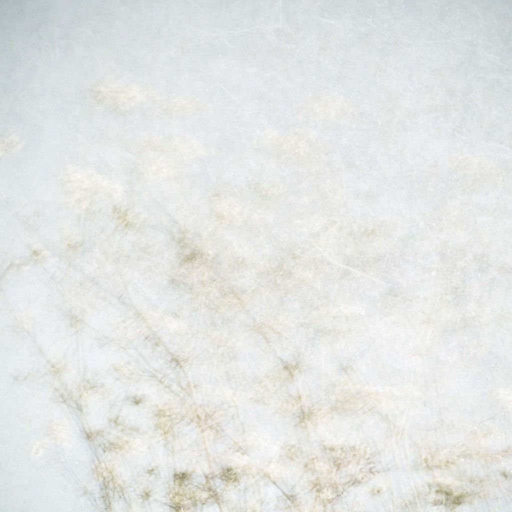 Zwevende veldbloemen in nevellicht