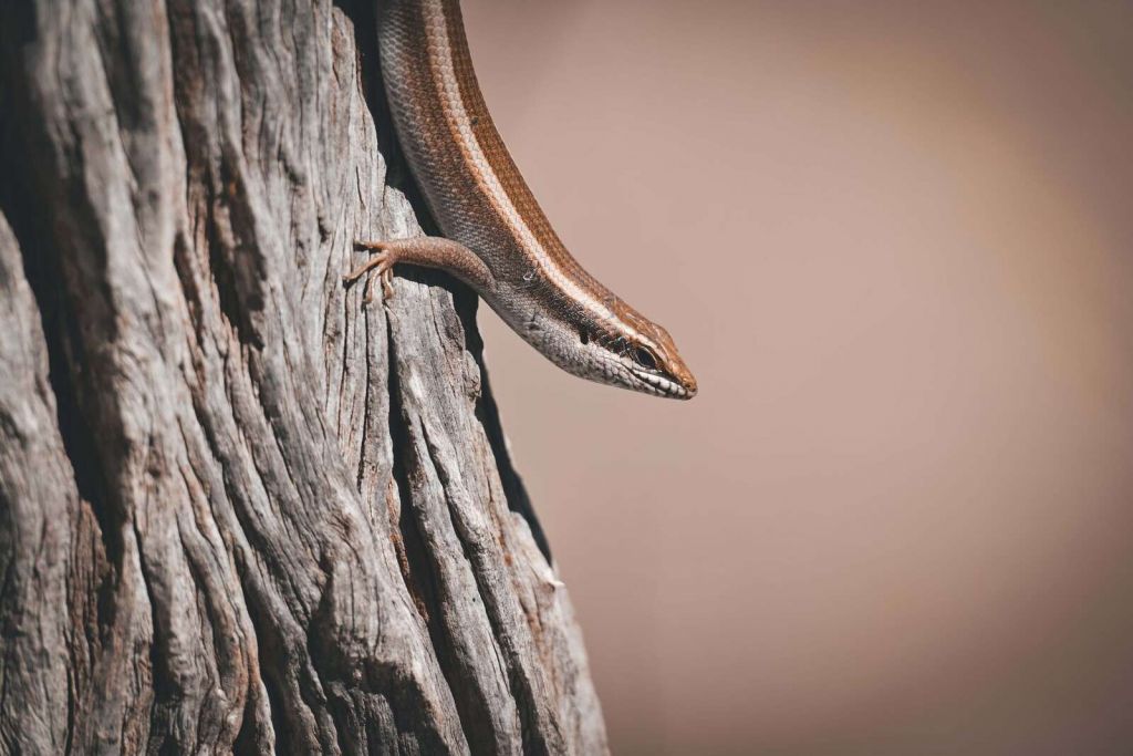 Gedetailleerde olifantenhuid close-up