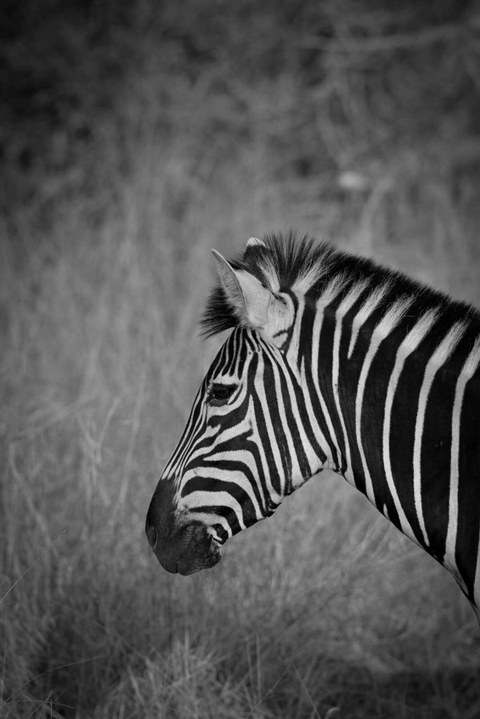 Zebra in contrastrijke zwart wit strepen