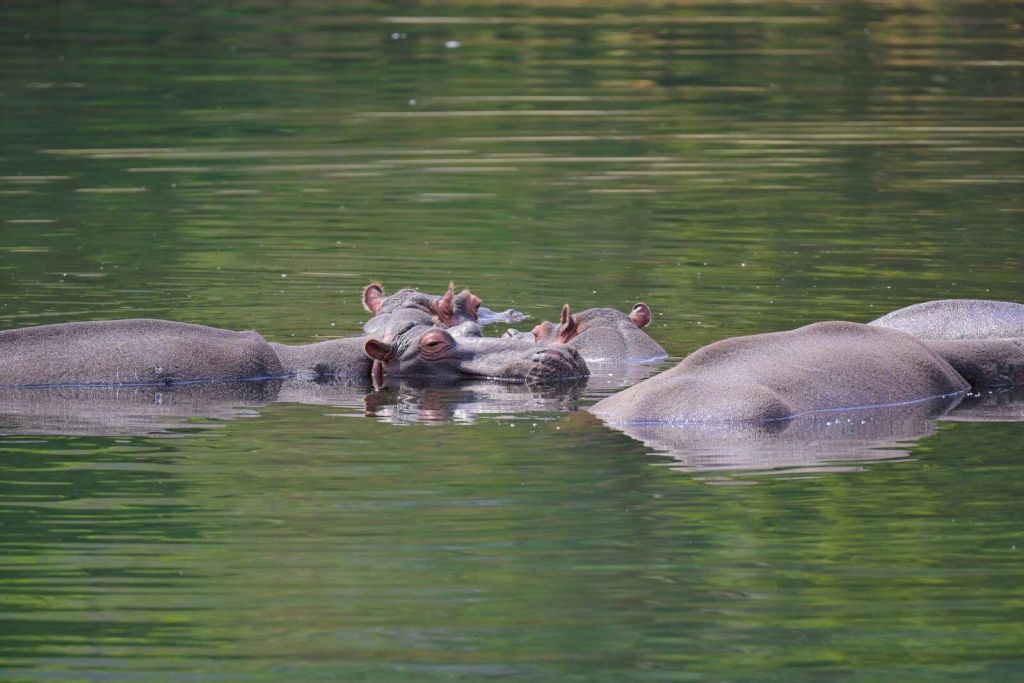 Nijlpaarden in rustig waterlandschap