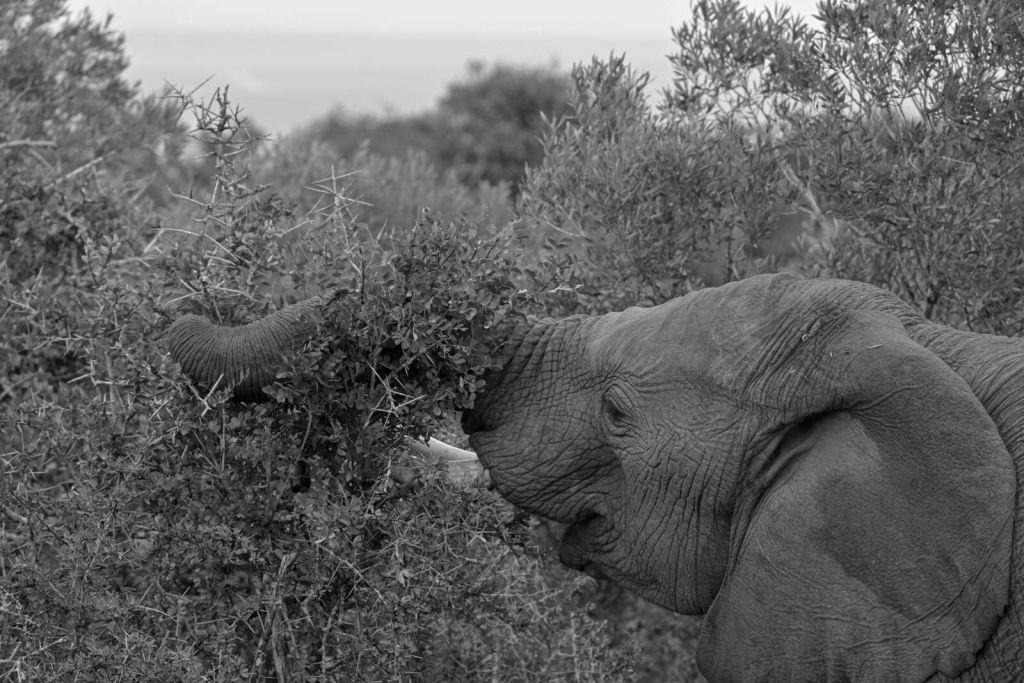 Zwart-witte olifant in struiken