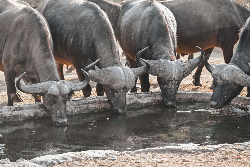 Afrikaanse buffels bij waterpoel